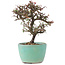 Cotoneaster horizontalis, 12 cm, ± 5 ans