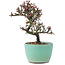 Cotoneaster horizontalis, 12 cm, ± 5 anni