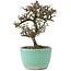 Cotoneaster horizontalis, 12 cm, ± 5 anni