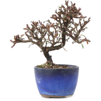 Cotoneaster horizontalis, 11 cm, ± 5 jaar oud