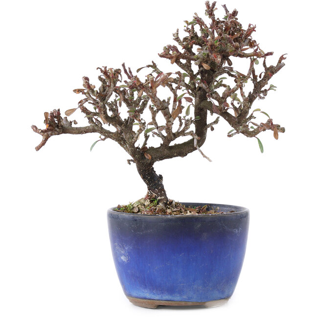 Cotoneaster horizontalis, 11 cm, ± 5 jaar oud