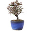 Cotoneaster horizontalis, 11 cm, ± 5 jaar oud