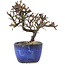 Cotoneaster horizontalis, 11 cm, ± 5 jaar oud