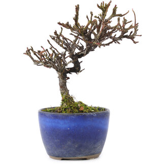 Cuerda negra 100 gr - Bonsai Plaza