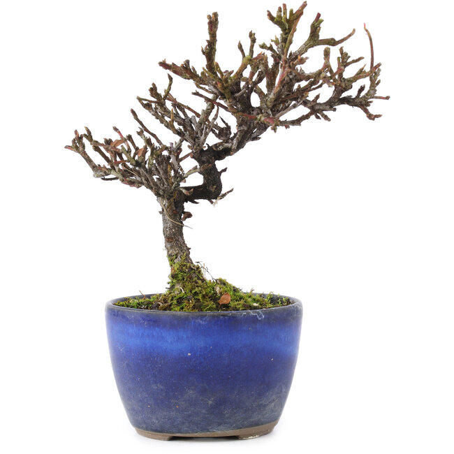 Cotoneaster horizontalis, 12 cm, ± 5 jaar oud