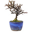 Cotoneaster horizontalis, 12 cm, ± 5 jaar oud