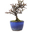 Cotoneaster horizontalis, 12 cm, ± 5 jaar oud