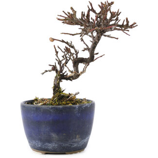 Cotoneaster horizontalis, 11,5 cm, ± 5 jaar oud