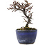 Cotoneaster horizontalis, 11,5 cm, ± 5 anni