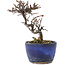 Cotoneaster horizontalis, 11,5 cm, ± 5 anni