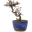 Cotoneaster horizontalis, 11,5 cm, ± 5 years old