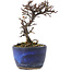 Cotoneaster horizontalis, 11,5 cm, ± 5 anni