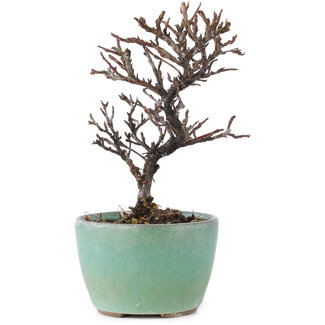 Cotoneaster horizontalis, 11 cm, ± 5 jaar oud