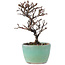 Cotoneaster horizontalis, 11 cm, ± 5 jaar oud