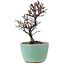 Cotoneaster horizontalis, 11 cm, ± 5 jaar oud