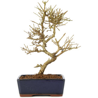 Ligustrum, 17,5 cm, ± 6 jaar oud