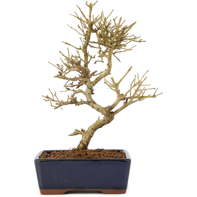 Ligustrum, 17,5 cm, ± 6 Jahre alt
