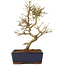 Ligustrum, 17,5 cm, ± 6 anni