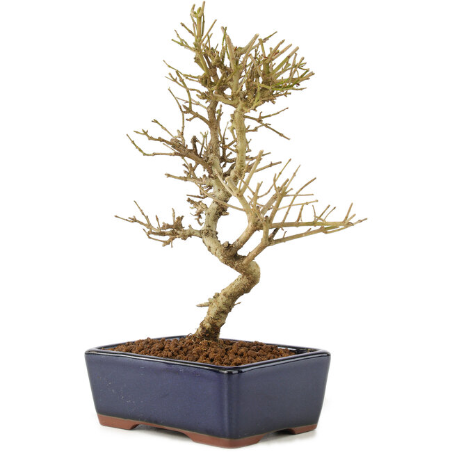 Ligustrum, 17,5 cm, ± 6 years old