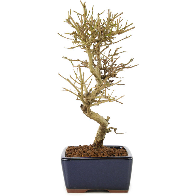 Ligustrum, 17,5 cm, ± 6 ans