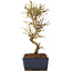 Ligustrum, 17,5 cm, ± 6 jaar oud