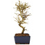 Ligustrum, 17,5 cm, ± 6 years old