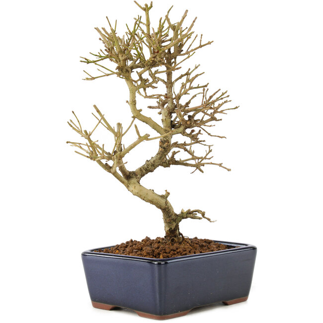 Ligustrum, 17,5 cm, ± 6 Jahre alt