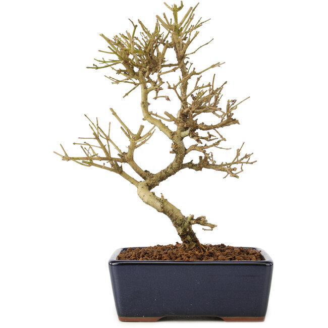 Ligustrum, 17,5 cm, ± 6 ans