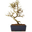 Ligustrum, 17,5 cm, ± 6 jaar oud