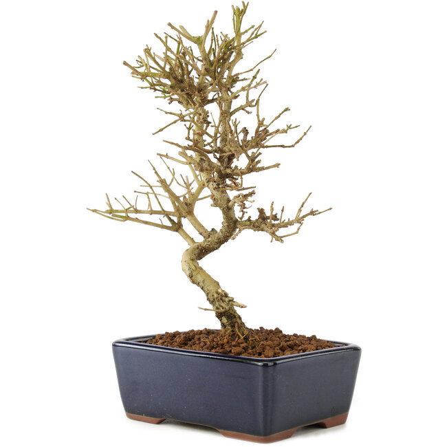 Ligustrum, 17,5 cm, ± 6 jaar oud