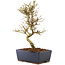 Ligustrum, 17,5 cm, ± 6 jaar oud