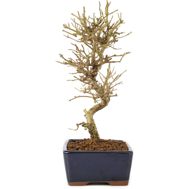 Ligustrum, 17,5 cm, ± 6 Jahre alt