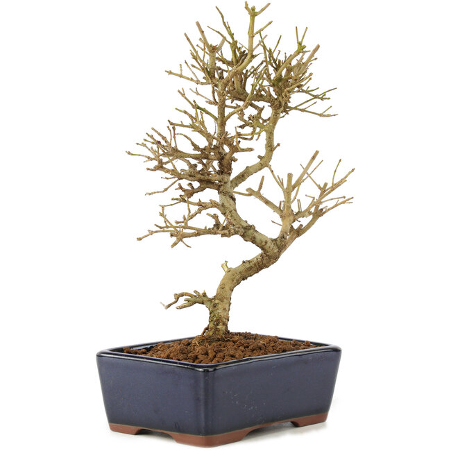 Ligustrum, 17,5 cm, ± 6 anni