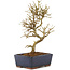 Ligustrum, 17,5 cm, ± 6 Jahre alt