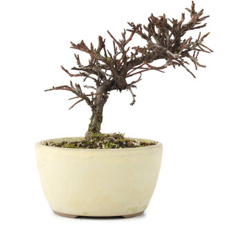 Cotoneaster horizontalis, 11 cm, ± 5 jaar oud