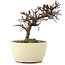 Cotoneaster horizontalis, 11 cm, ± 5 anni