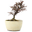 Cotoneaster horizontalis, 11 cm, ± 5 anni