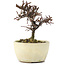 Cotoneaster horizontalis, 11 cm, ± 5 Jahre alt