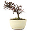 Cotoneaster horizontalis, 11 cm, ± 5 Jahre alt