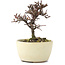 Cotoneaster horizontalis, 11 cm, ± 5 anni