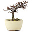 Cotoneaster horizontalis, 11 cm, ± 5 Jahre alt