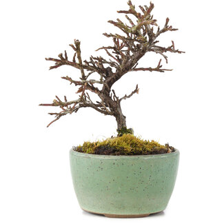 Cotoneaster horizontalis, 9 cm, ± 5 jaar oud