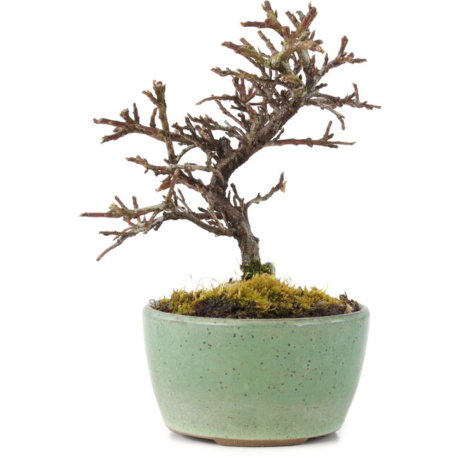 Cotoneaster horizontalis, 9 cm, ± 5 anni