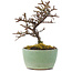 Cotoneaster horizontalis, 9 cm, ± 5 Jahre alt