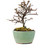 Cotoneaster horizontalis, 9 cm, ± 5 anni