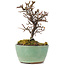 Cotoneaster horizontalis, 9 cm, ± 5 anni