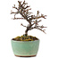 Cotoneaster horizontalis, 9 cm, ± 5 anni