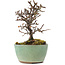 Cotoneaster horizontalis, 9 cm, ± 5 ans