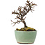 Cotoneaster horizontalis, 9 cm, ± 5 anni