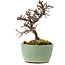 Cotoneaster horizontalis, 9 cm, ± 5 years old